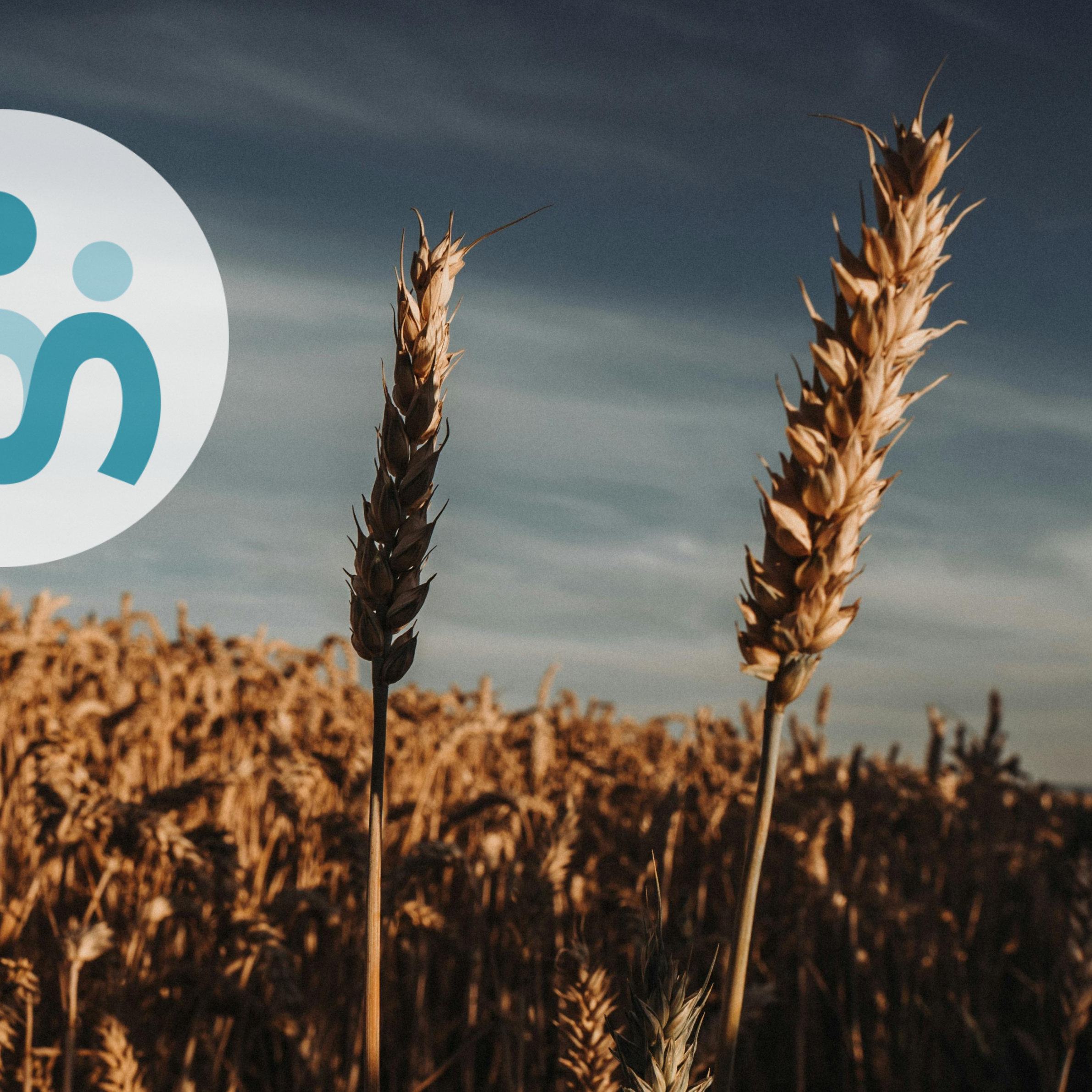 Commodities - Wheat Image